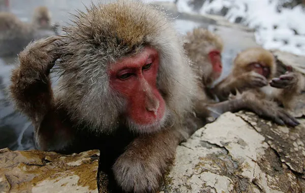 地獄谷野猿公苑で温泉に入るスノーモンキー